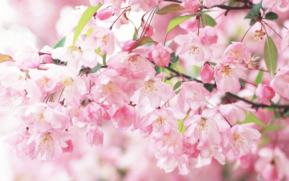 Сеул цветение Сакуры