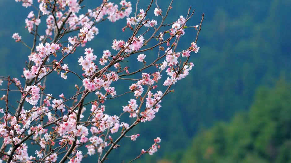 Цветение японской Сакуры