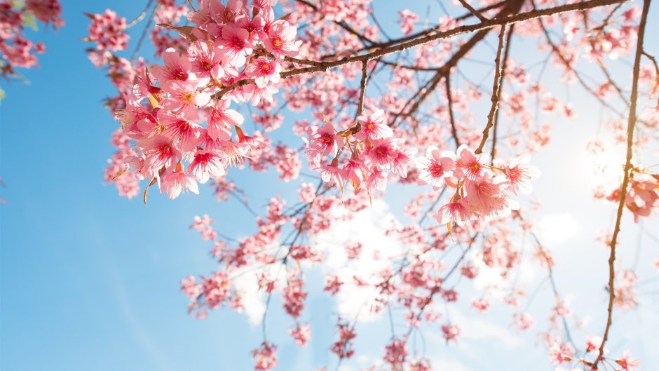 Цветущая вишня Сакура