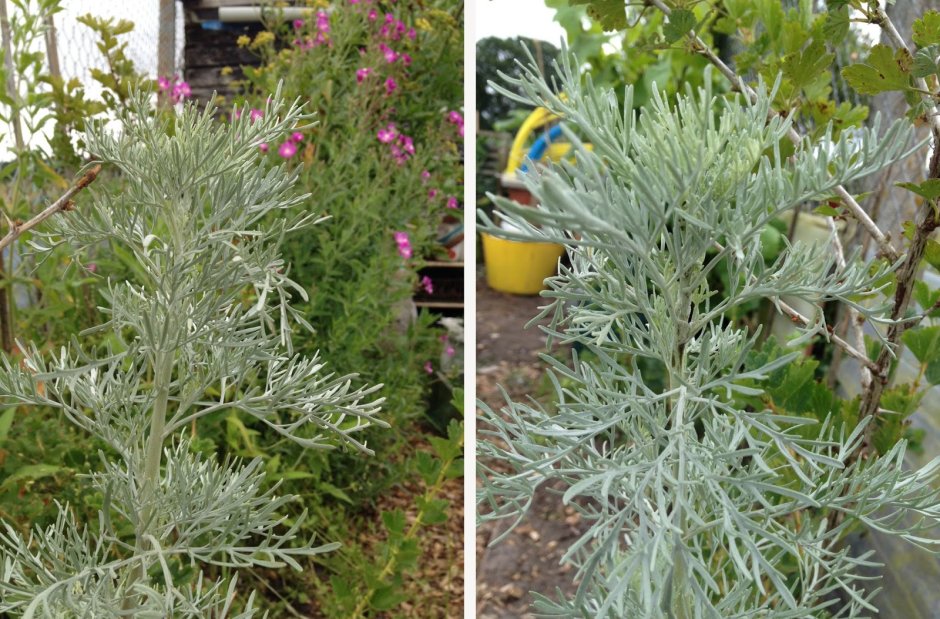 Artemisia keiskiana – Полынь кровельная