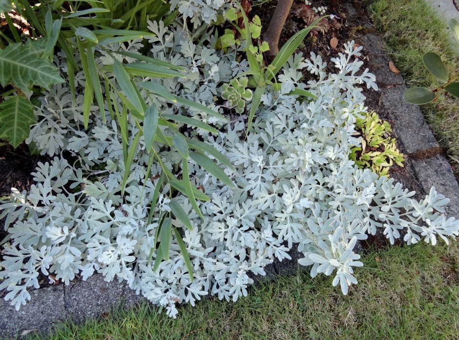 Полынь Artemisia stelleriana Silver Brocade