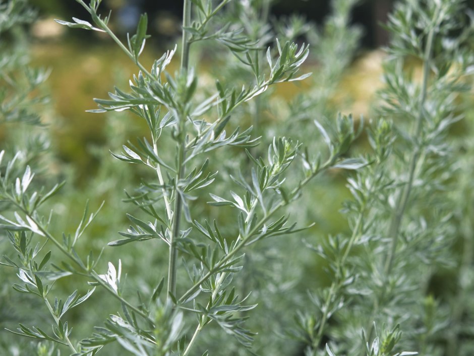 Artemisia meyeriana