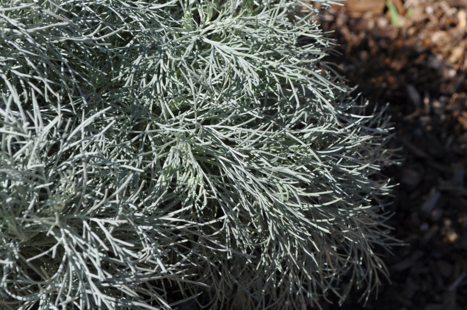 Полынь Artemisia Makana Silver