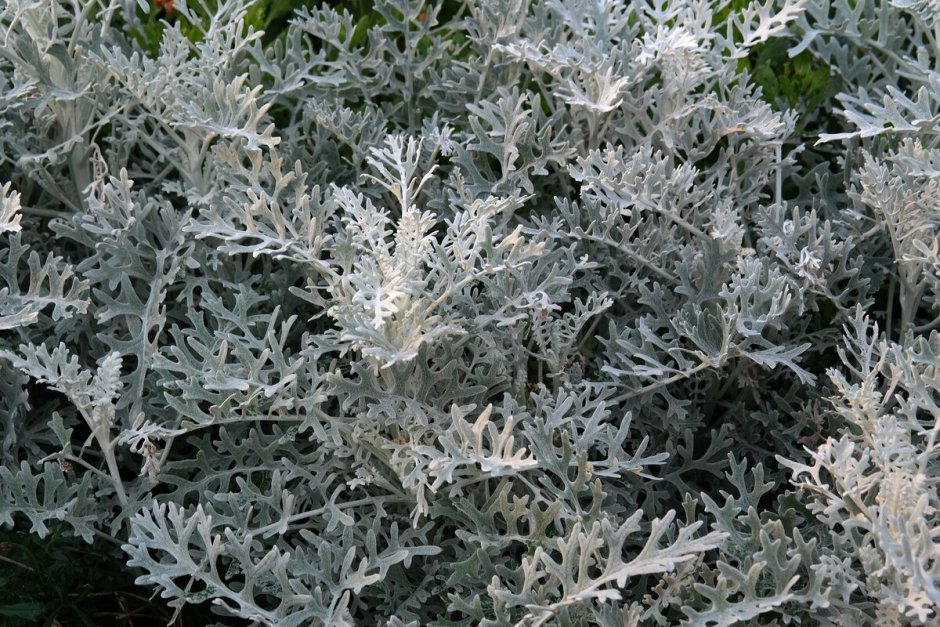 Цинерария Приморская cineraria maritima