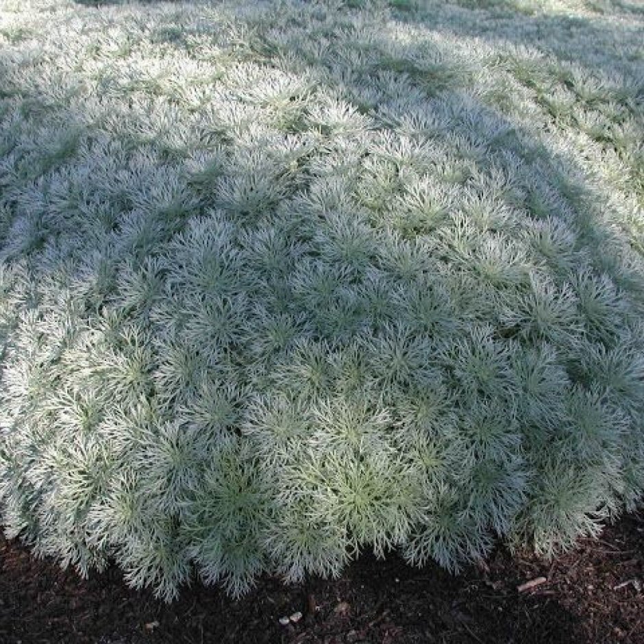 Полынь Шмидта Artemisia schmidtiana Silver Mound