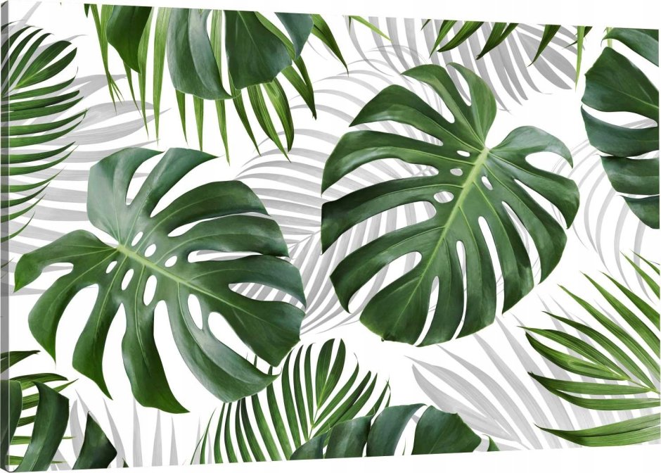 Золотой папоротник монстера