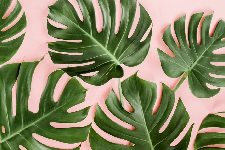 Баннер с листьями монстеры