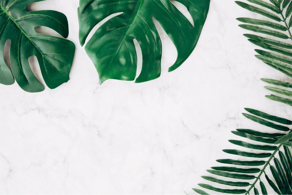 Папоротник монстера акравель