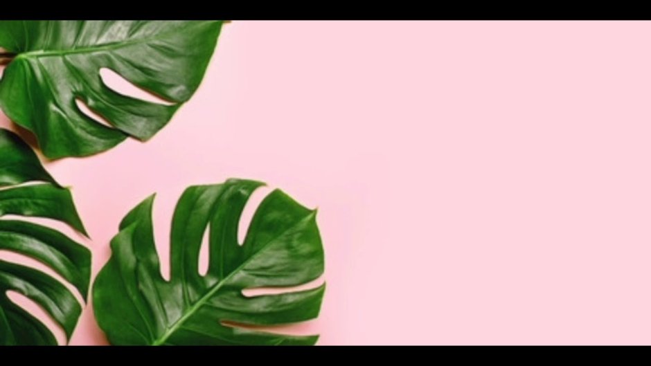 Баннер с листьями монстеры