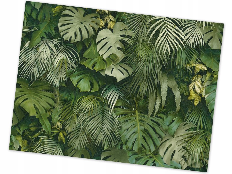 Папоротник пальмы монстера