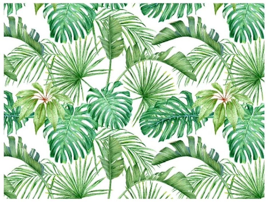 Monstera вектор