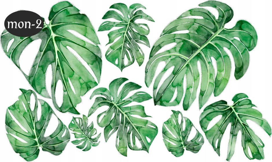 Монстера на розовом фоне