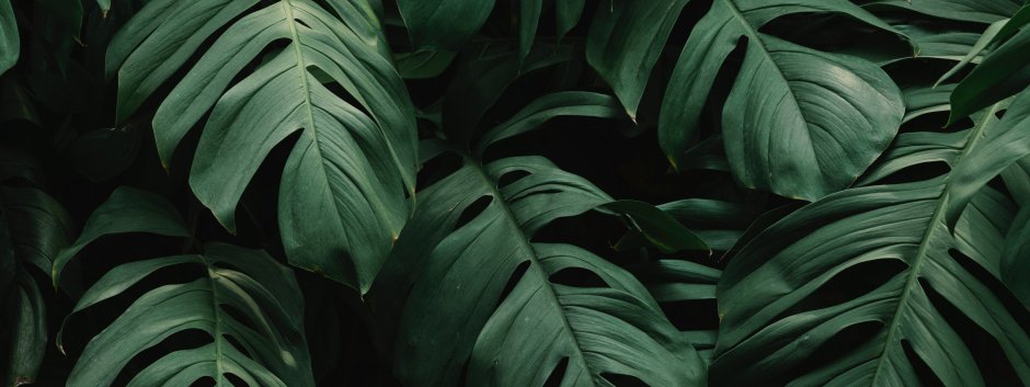 Папоротник пальмы монстера