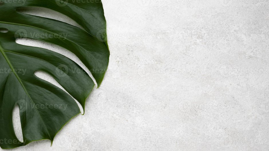 Монстера и папоротник