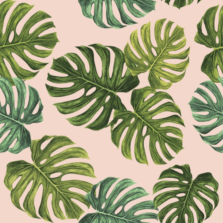 Лист филодендрона на белом фоне