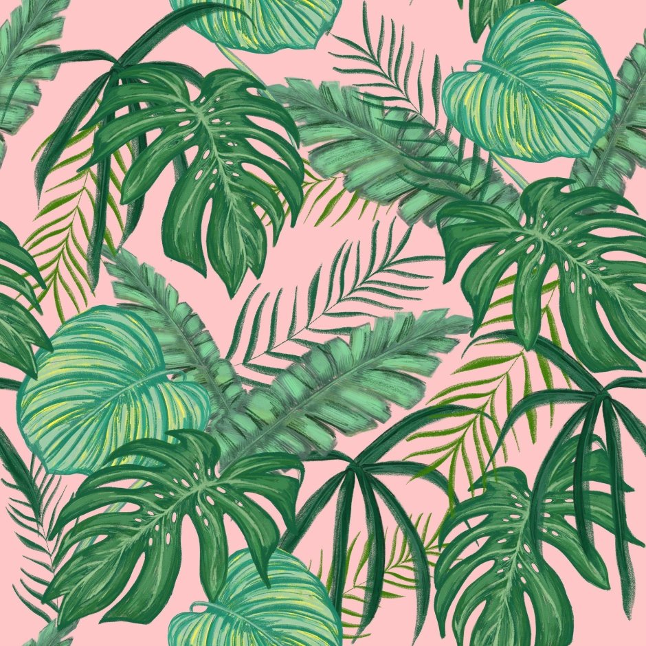 Пальма Monstera