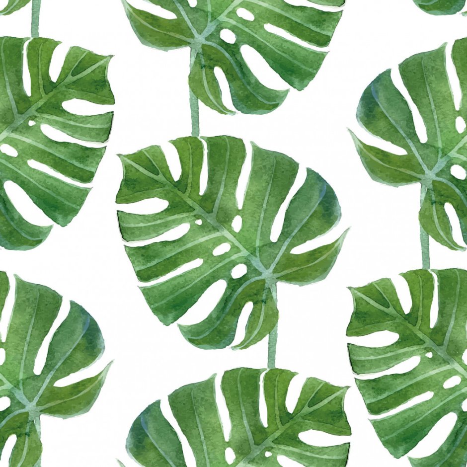 Обои с листьями монстеры
