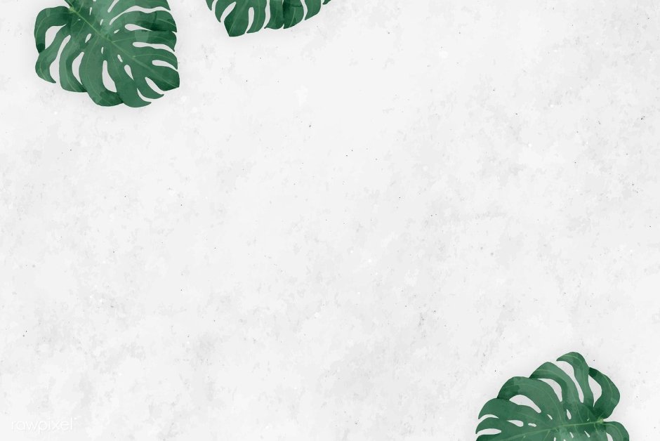 Лист монстеры на сером фоне