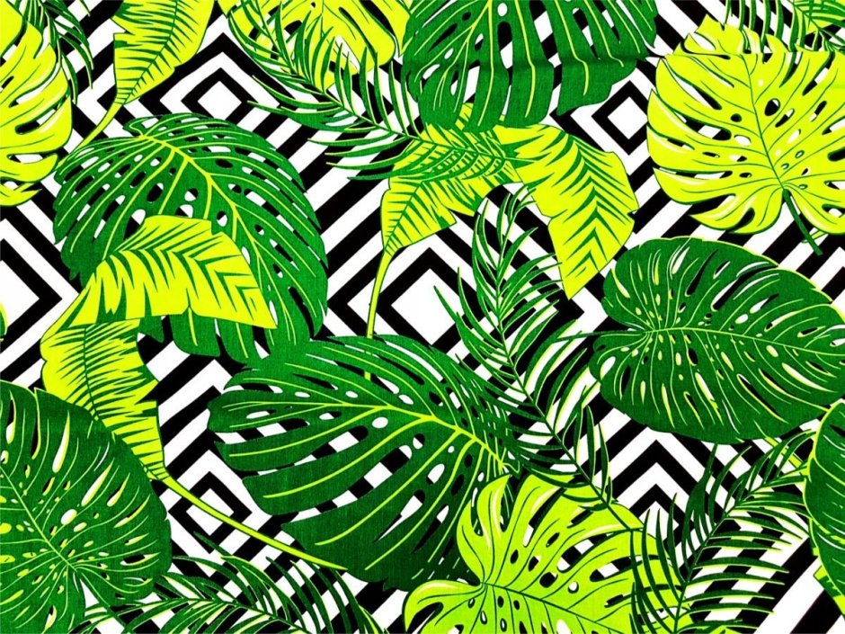 Листья папоротника и монстеры