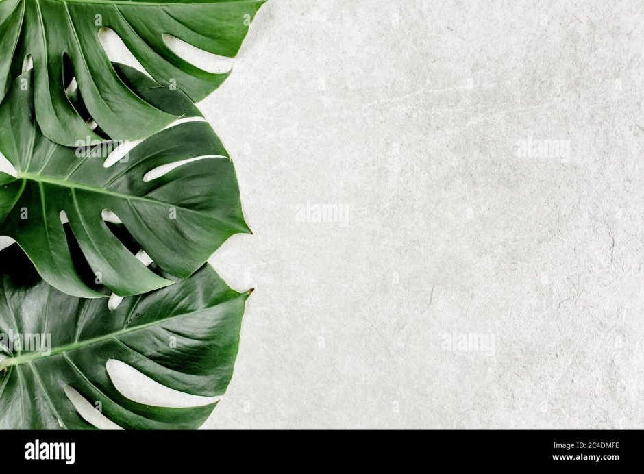 Монстера папоротник растения