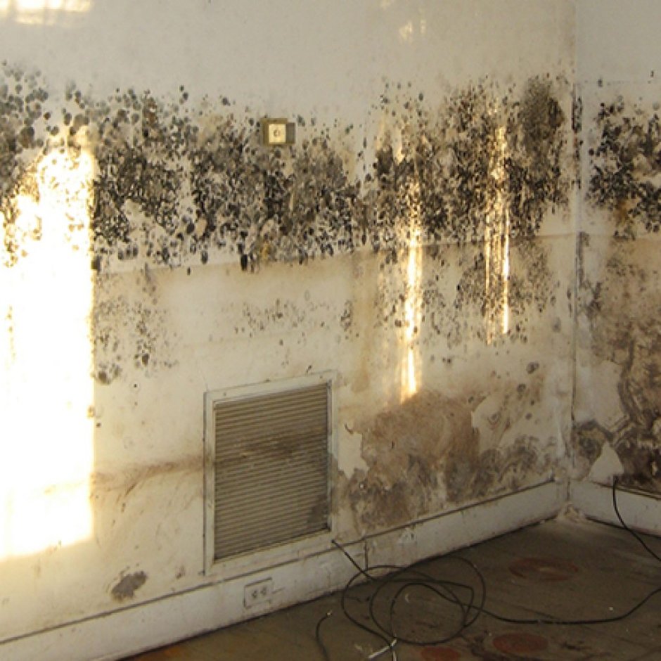 How to Fear Mold Spores in the Air in the Room?