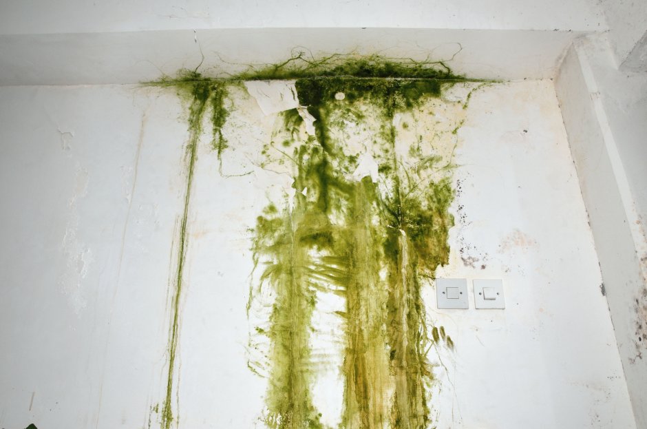 Зеленая плесень на стенах