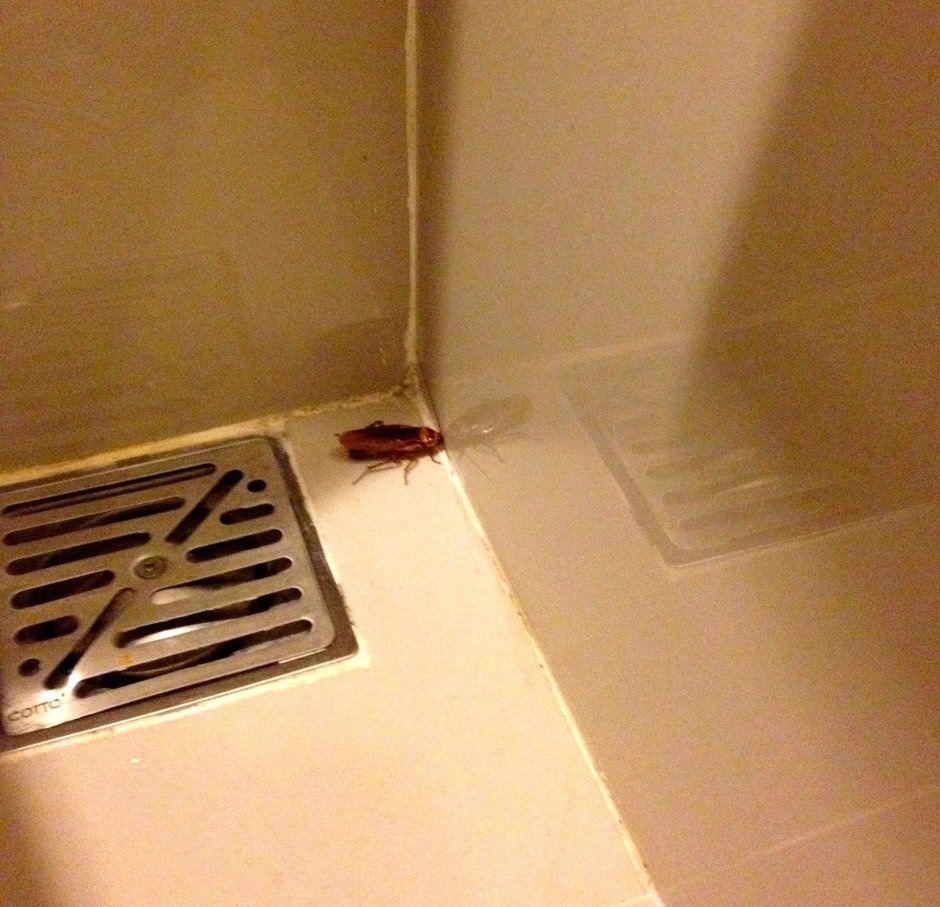 Большой таракан в ванной