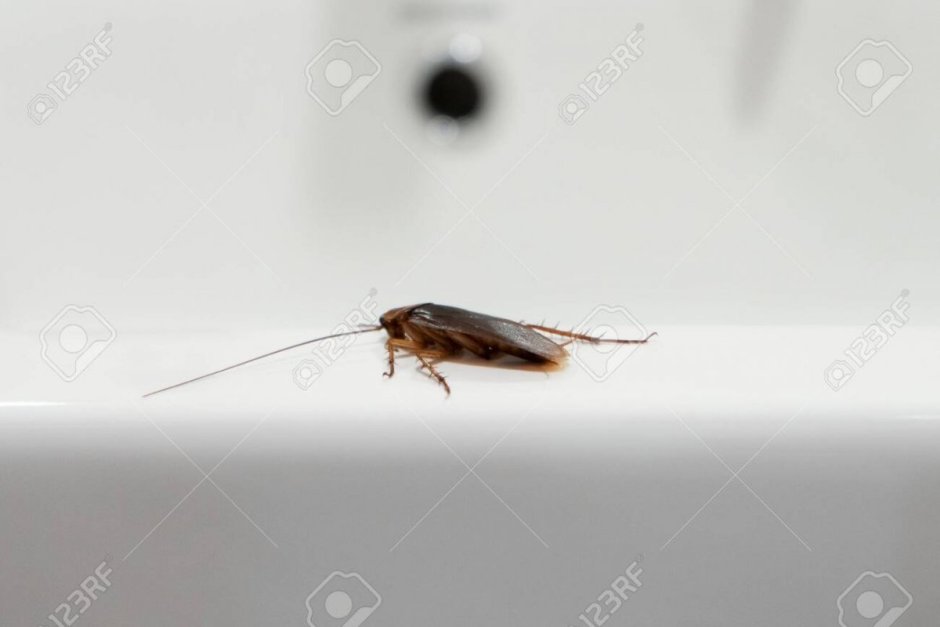 Маленькие тараканы в ванной