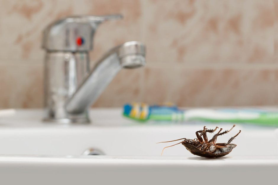 Тараканы в ванной