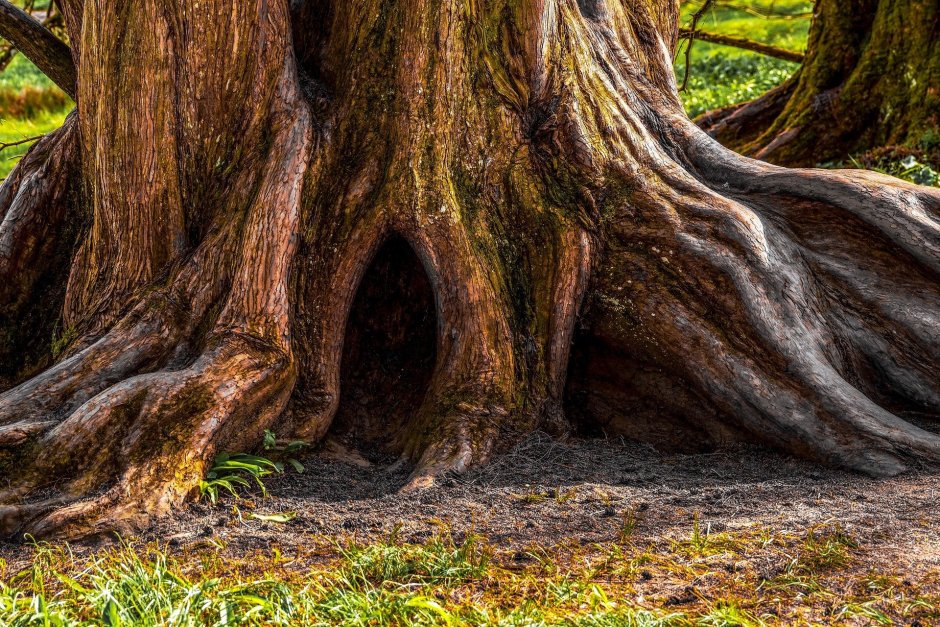 Дерево с огромными корнями