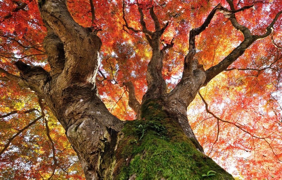 Осеннее дерево вид снизу клен