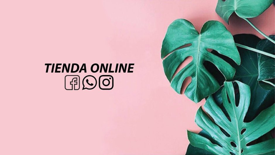 Листья монстеры крем фон