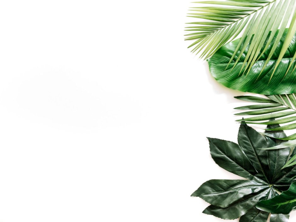 Золотой папоротник монстера