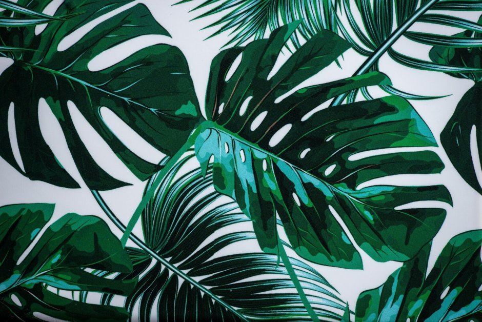 Фикус тропический