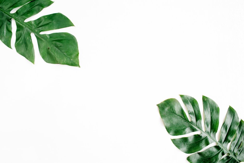 Монстера обои на рабочий стол