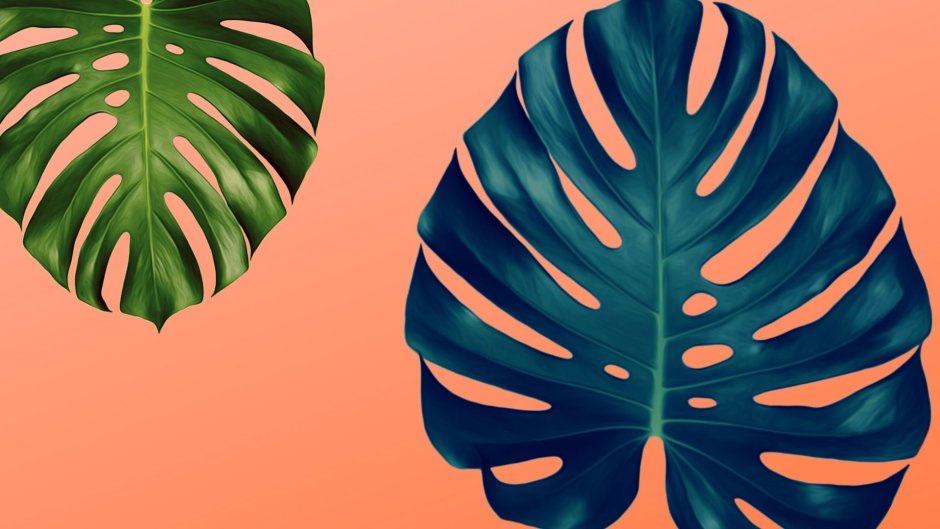 Делициоза монстера обои