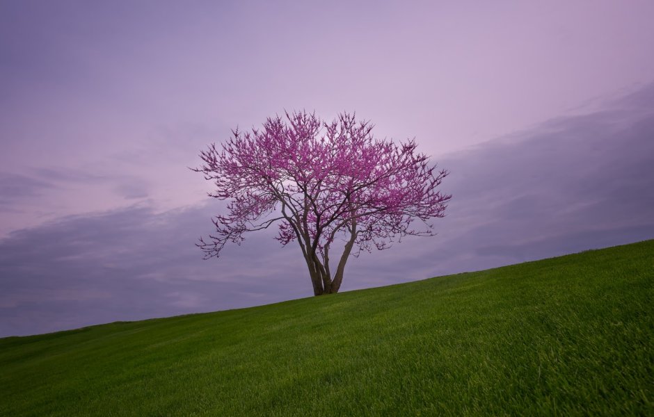 Одинокое дерево Сакуры