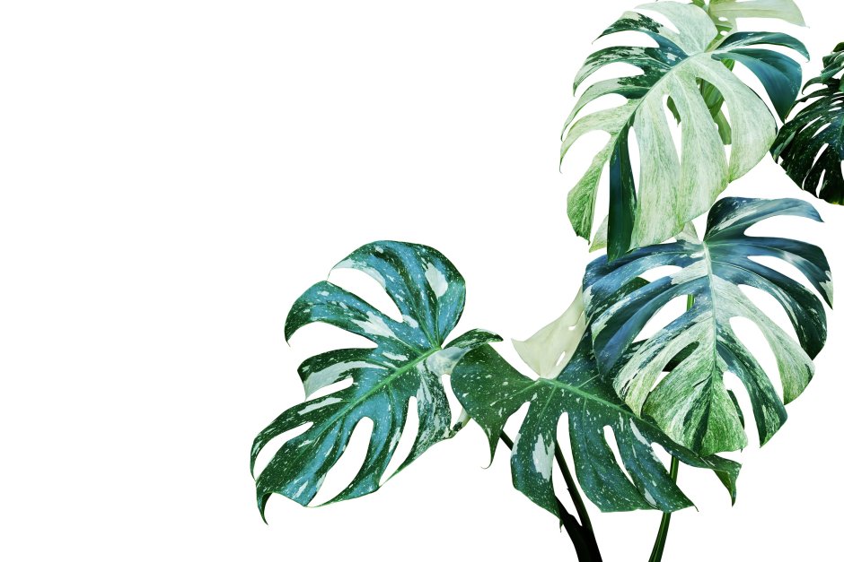 Папоротник пальмы монстера