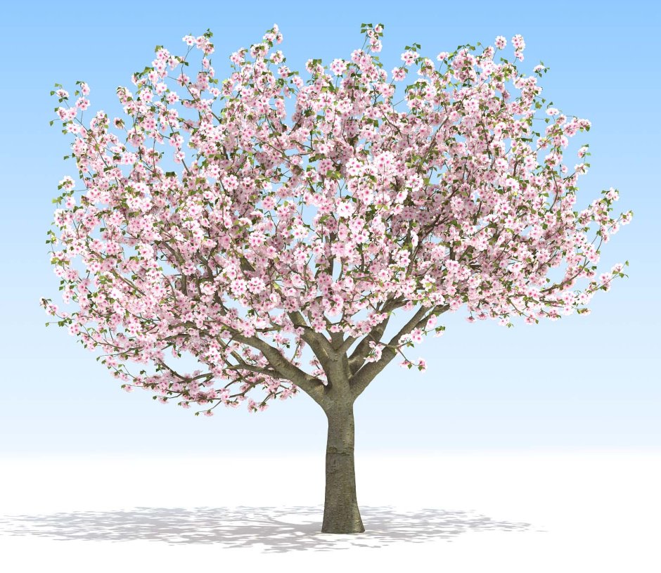Весеннее дерево на белом фоне