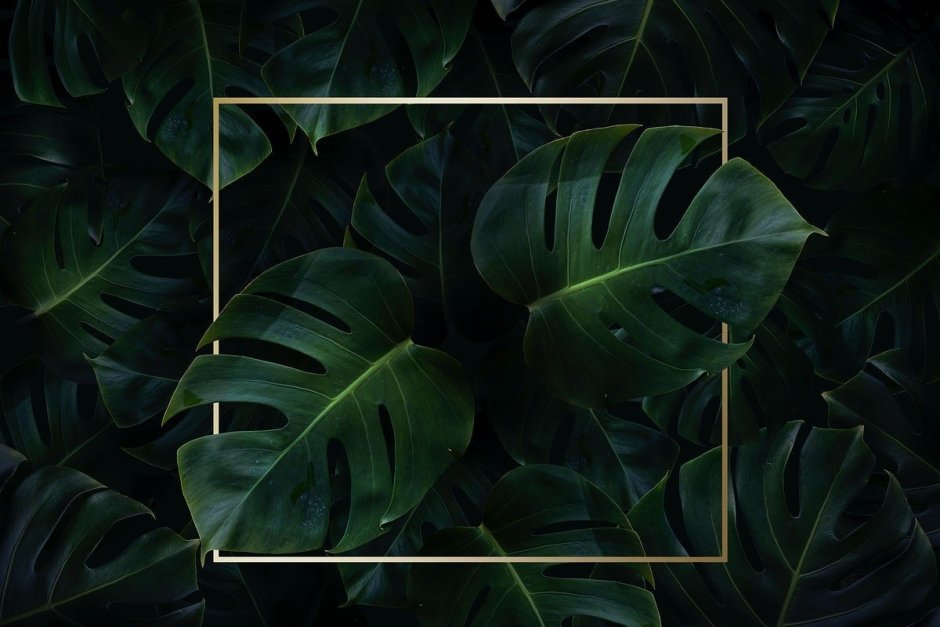 Обои монстера