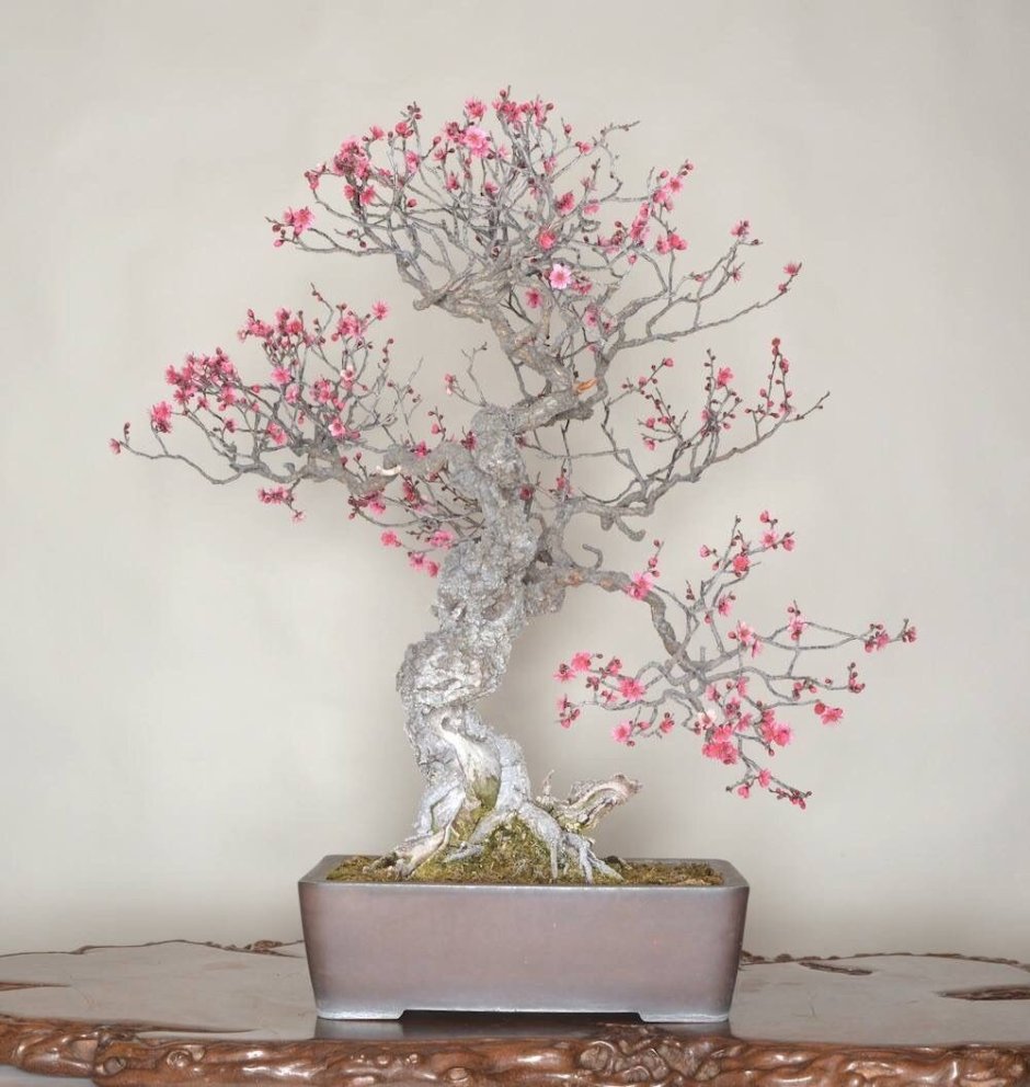 Бонсай персиковое дерево
