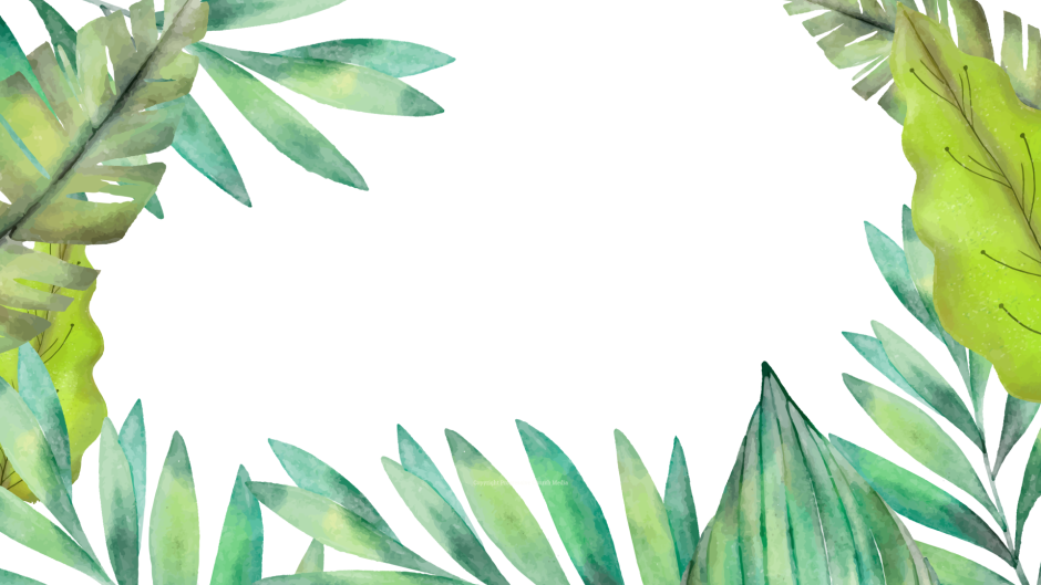 Монстера вид сверху