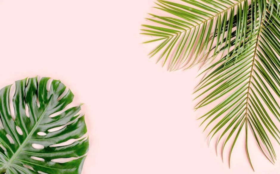 Баннер с листьями монстеры