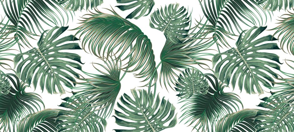 Обои монстера