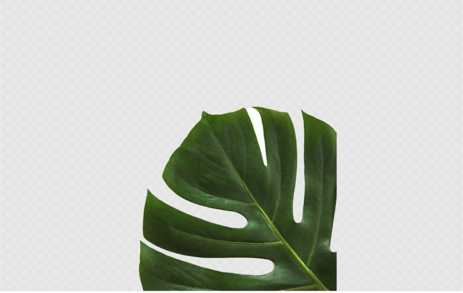 Бежевый фон с листьями монстеры