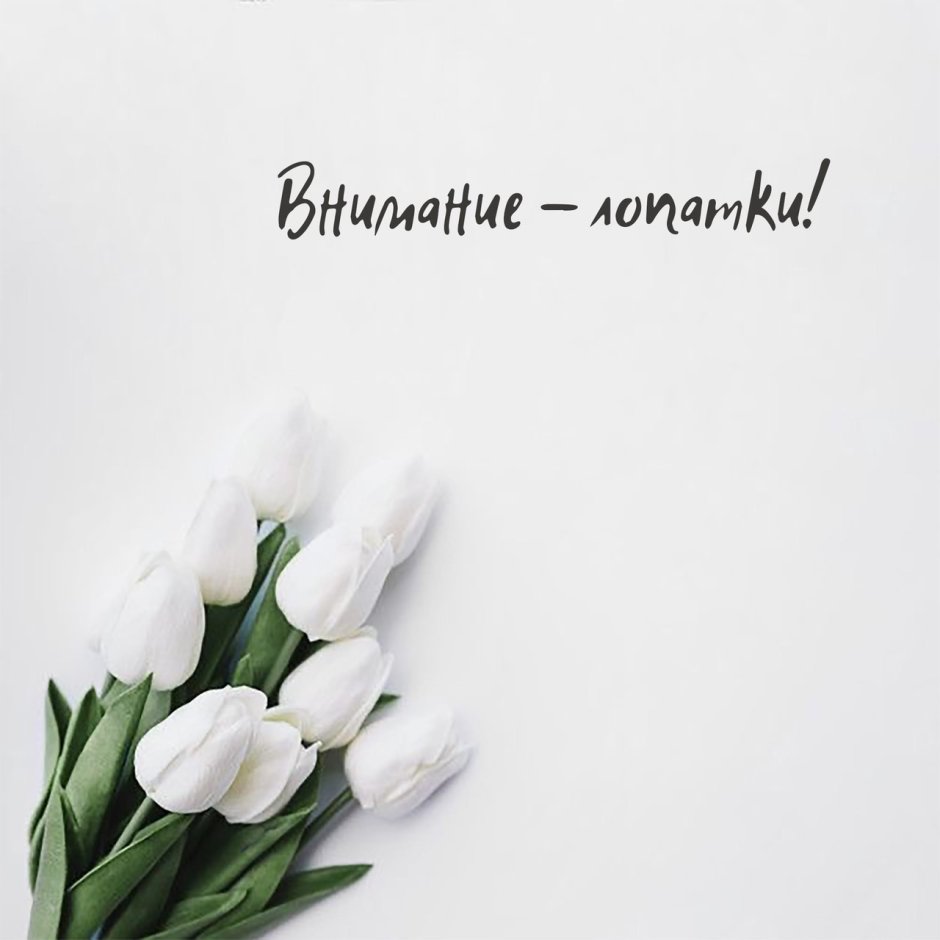 Тюльпаны Минимализм