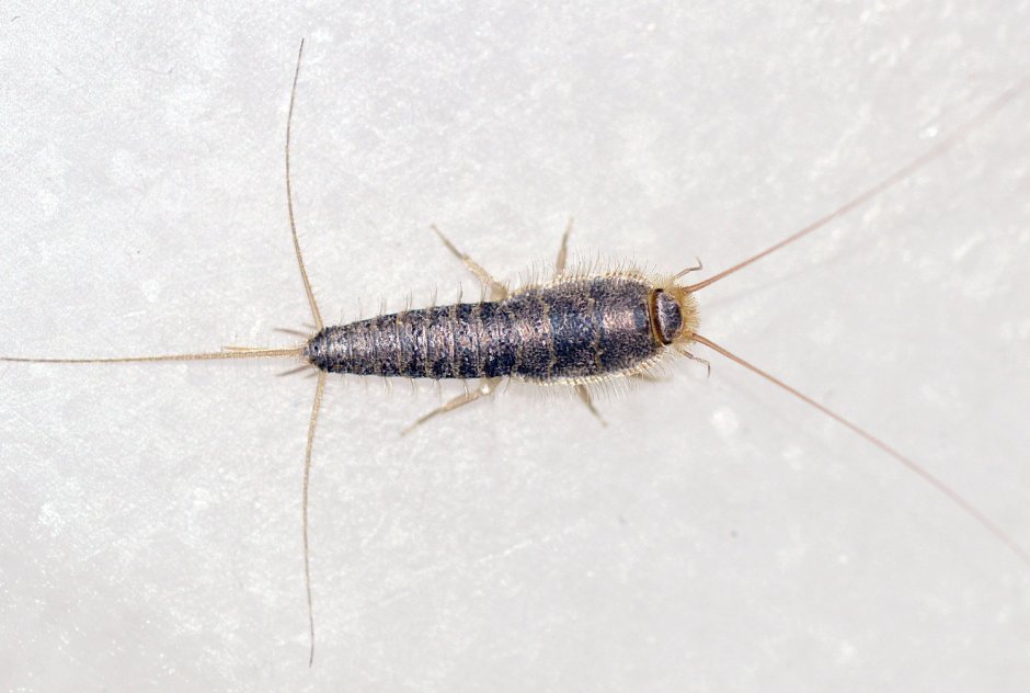 Сахарная чешуйница (lepisma saccharina)