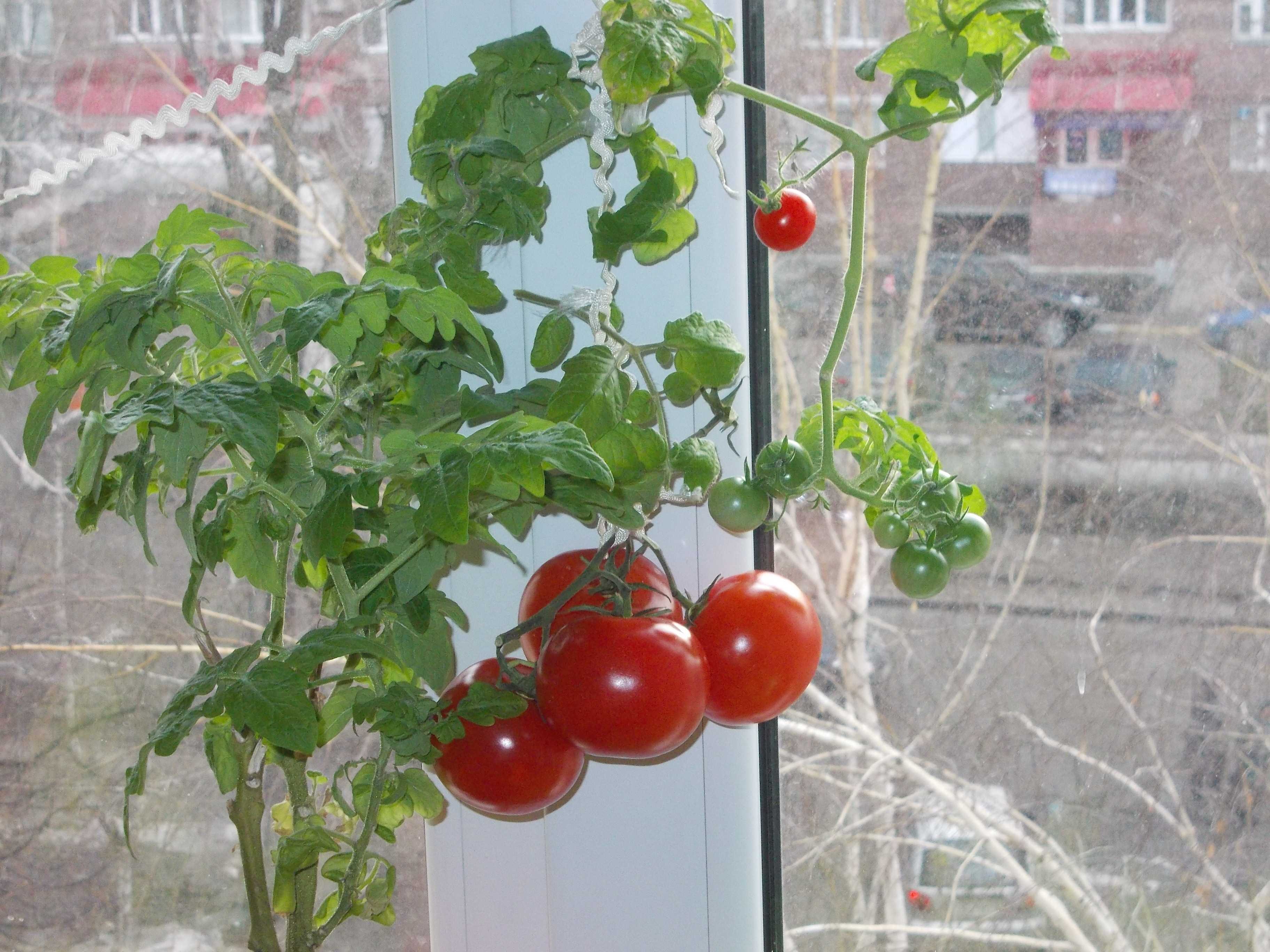 Помидоры на балконе в домашних условиях. Балконные томаты черри. Томат черри балконное чудо. Томат черри балконное рассада. Оконные помидоры черри.