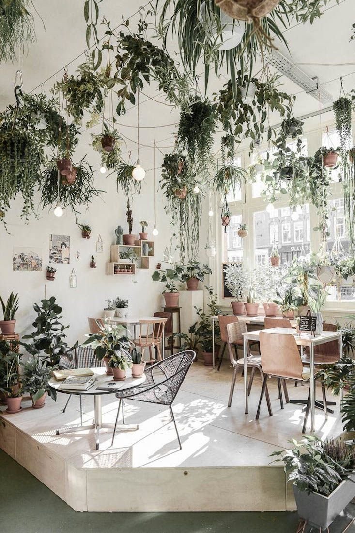 Urban Jungle интерьер Калатея