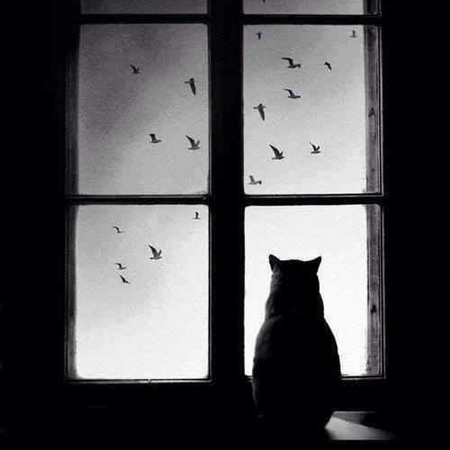 Черный кот на окне
